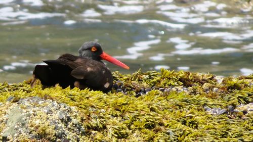 Close-up of swan in lake