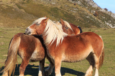 Two brown horses crawling their backs on the mountain