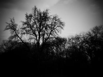 Bare trees against sky