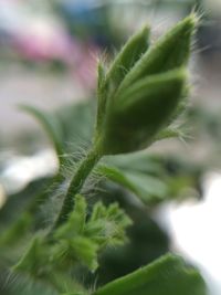 Close-up of green leaves