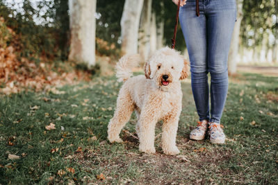 Low section of woman standing by dog on land