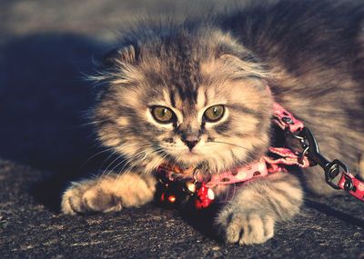 Close-up portrait of cat relaxing outdoors