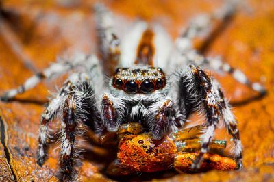 Close-up of spider