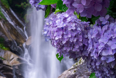 Close-up of purple flowering plant