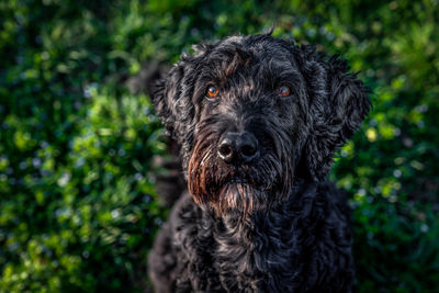 Close-up portrait of a dog