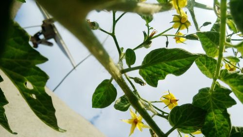 Low angle view of plant against sky