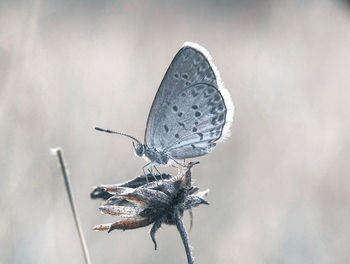 Close-up of butterfly on flower