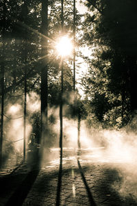 Sunlight streaming through trees in forest during sunny day