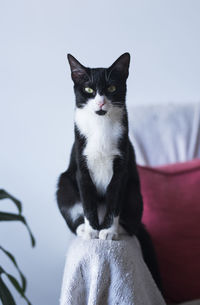 Portrait of cat sitting on sofa at home