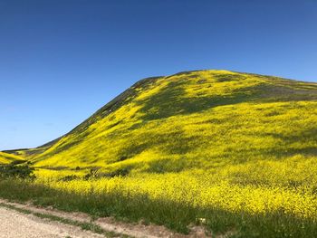 Scenic view of yellow field against clear blue sky