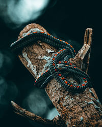 High angle view of snake during sunrise