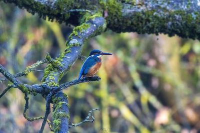 Close-up of bird perching on branch