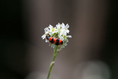 Close-up of white flowering plant