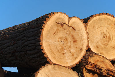 Close-up of logs against trees in forest