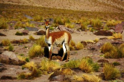 Sheep in desert