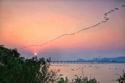 Silhouette birds flying over river during sunset