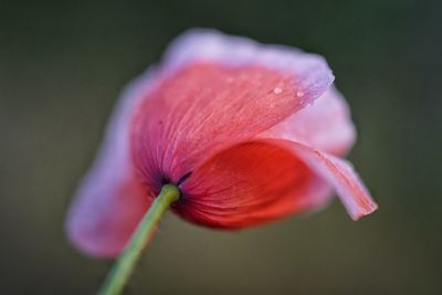 Close-up of pink rose flower