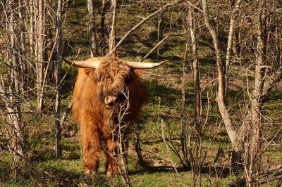 Portrait of a horse in the forest