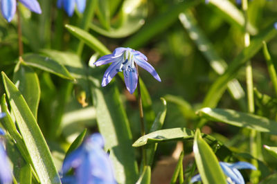 Close-up of purple flowering plant