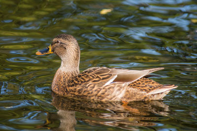 Duck swimming in lake