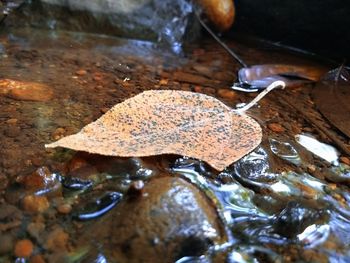 Close-up of wet autumn leaf in water