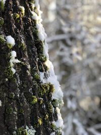 Close-up of snow on tree trunk