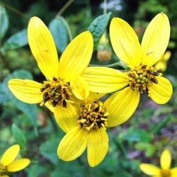 Close-up of yellow flower