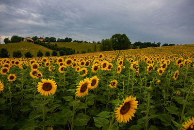Scenic view of sunflower field against sky