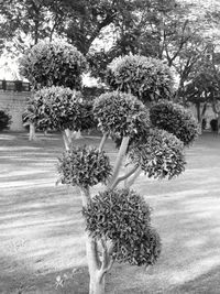 Flowers growing on tree