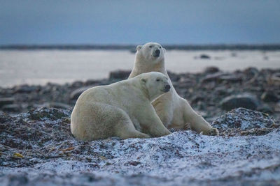 Two polar bears lie on kelp bed