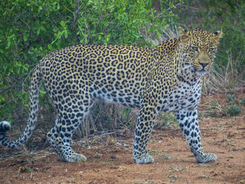 Full length of a cat