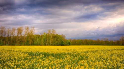 Scenic view of oilseed rape field against sky