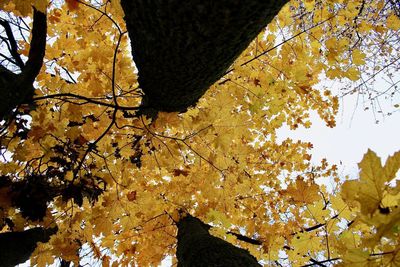 Low angle view of autumn leaves on tree