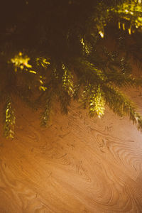 High angle view of christmas tree