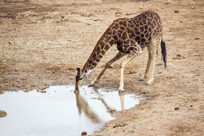 View of giraffe drinking water on field