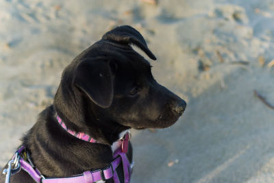 Close-up of dog at beach