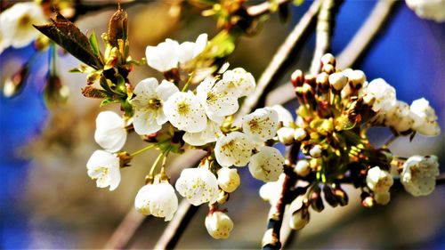 Close-up of white cherry blossom