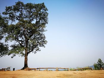 Low angle view of trees against clear sky