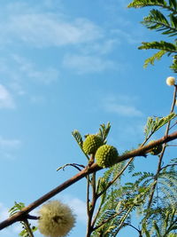 Low angle view of bird perching on tree against sky