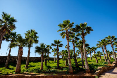 Low angle view of trees on field against clear blue sky