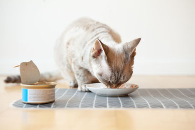 Close-up of cat sitting on table