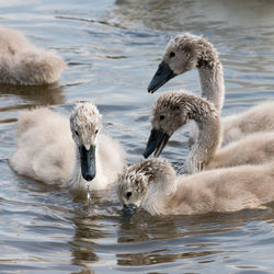 Close-up of cygnets swimming in lake