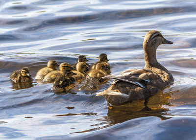 Swans swimming in lake