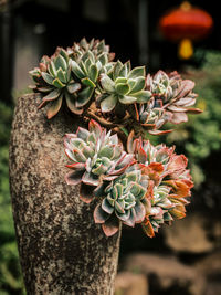 Close-up of purple flowering plant