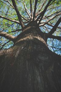 Low angle view of trees