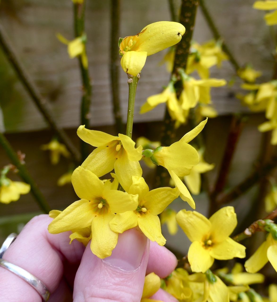 CLOSE-UP OF HAND HOLDING FRESH YELLOW FLOWER