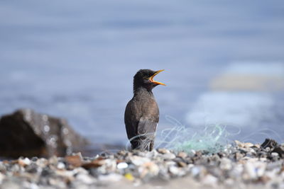 Close-up of bird perching on shore against sky