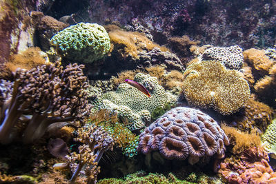 View of coral in sea