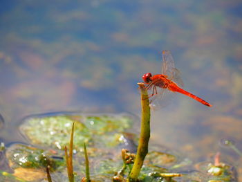 Close-up of insect on water