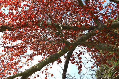 Low angle view of trees